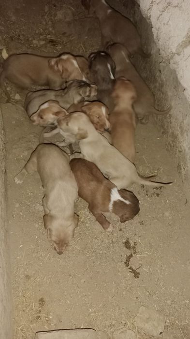 Тазы,собака охотничая