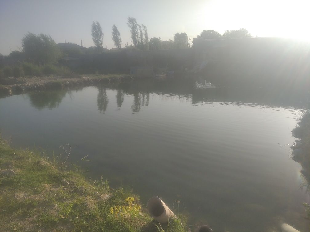 Сдаётся Водоём Для Разведения Рыбы