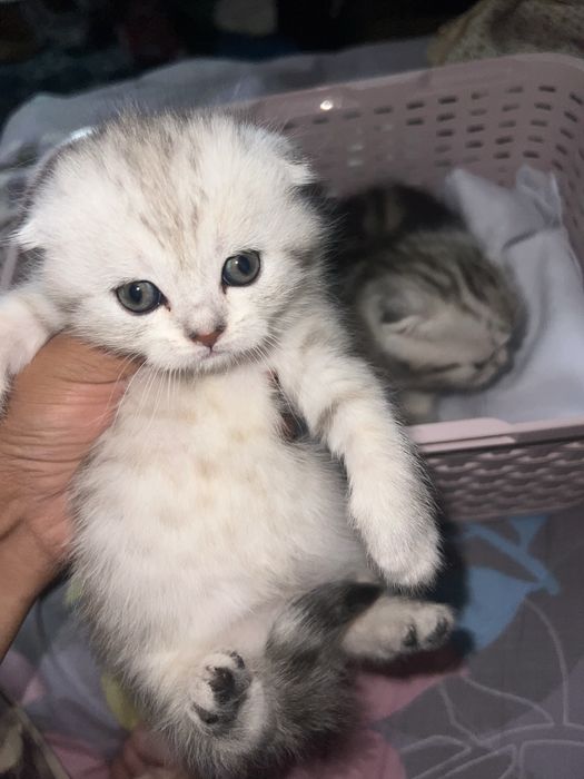 Skotsh fold mushukchalar sotladi 1 oylik  jinsi anniqmas