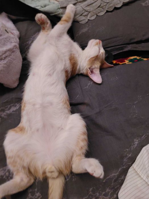 кошка рыжая отдаём в хорошые руки(