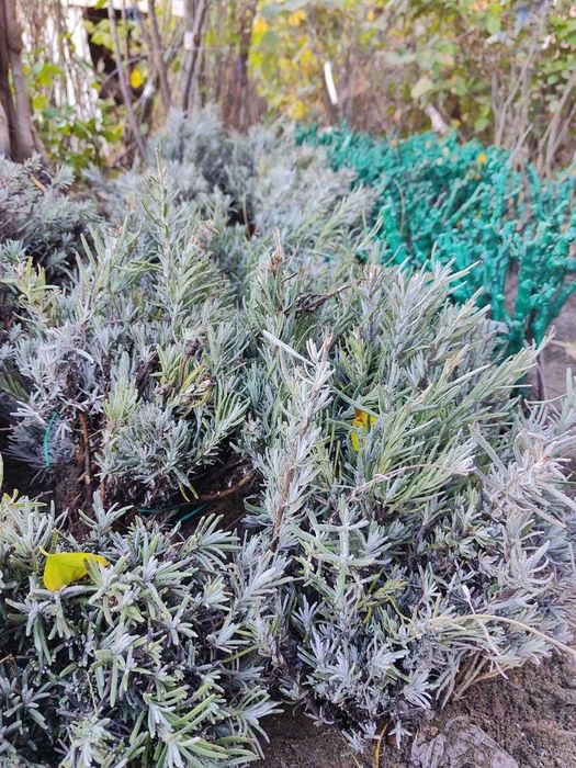 Lavanda butasi, perfecta pentru Curti sau cultura.Livrare RO