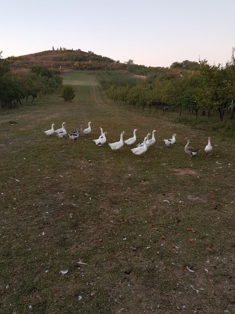 Vindem Gaste si Gascani
