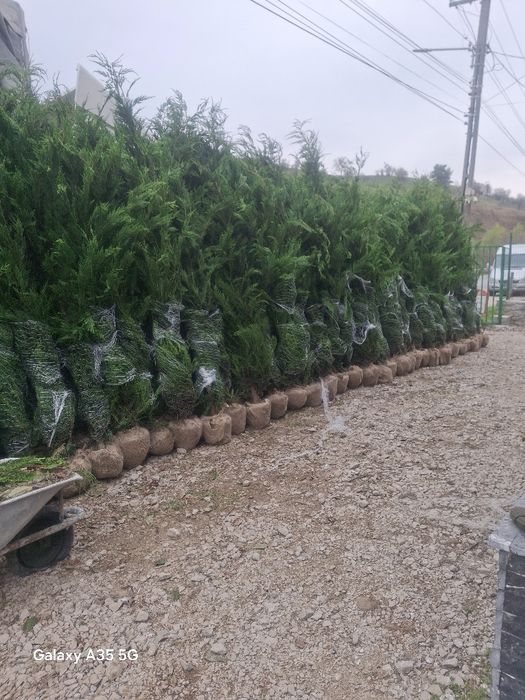 Tuia leylandii chiparos la oferta