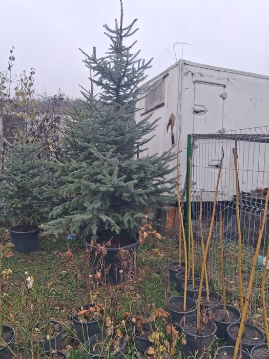 Brazii verzi si argintii