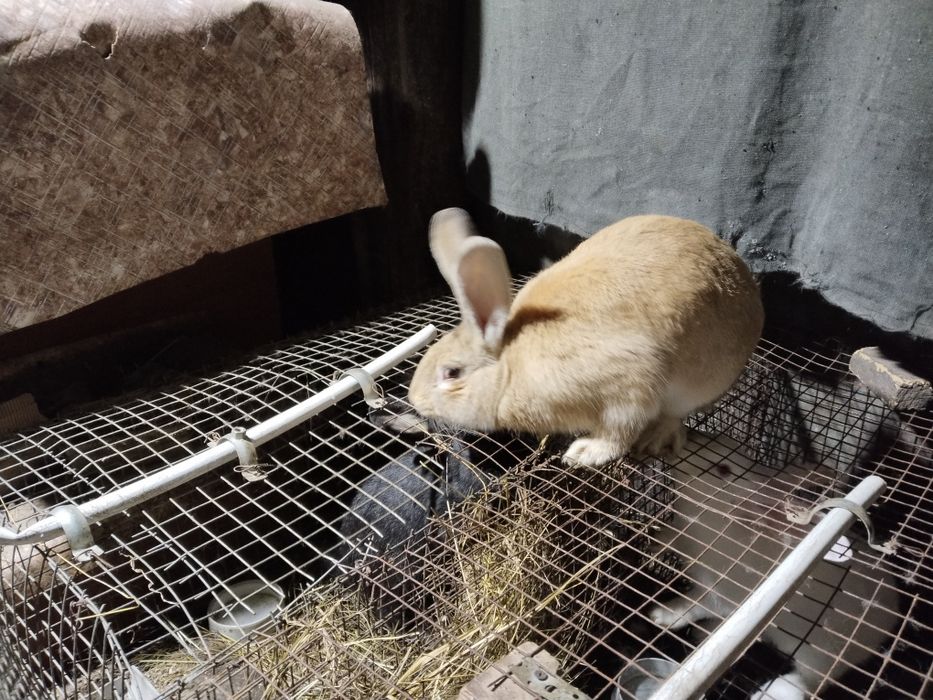 Продам кролов рабочих