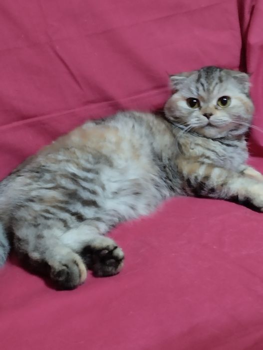 Продам  двух  кошечек, скотиш фолд  и  cтрайт .