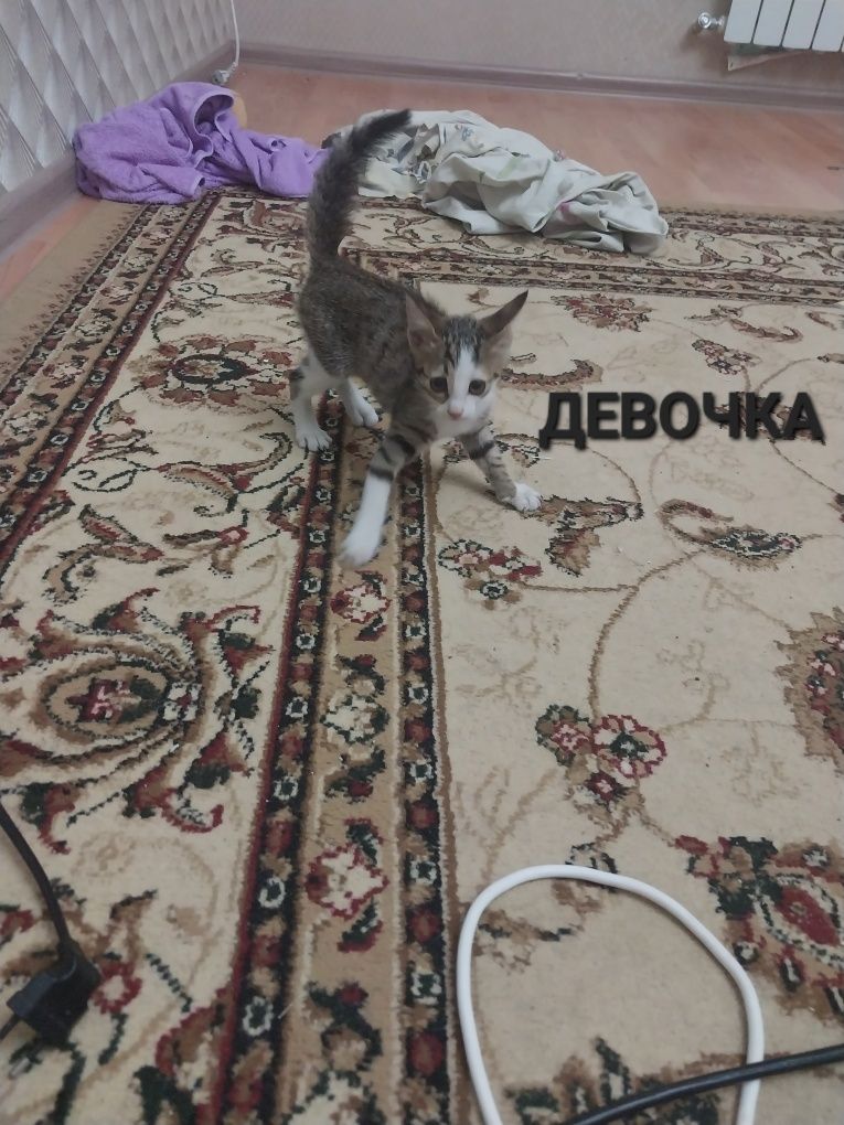 Котята в добрые руки