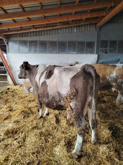 Vând vaca bălțata românească