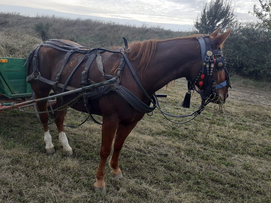 De vanzare  Iapa 4 ani și 6 luni  și mânz 1 an și 5 luni