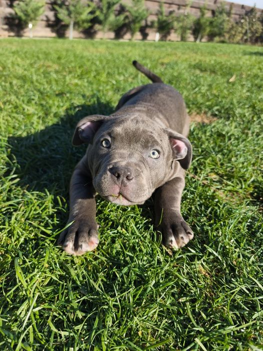 American bully standard