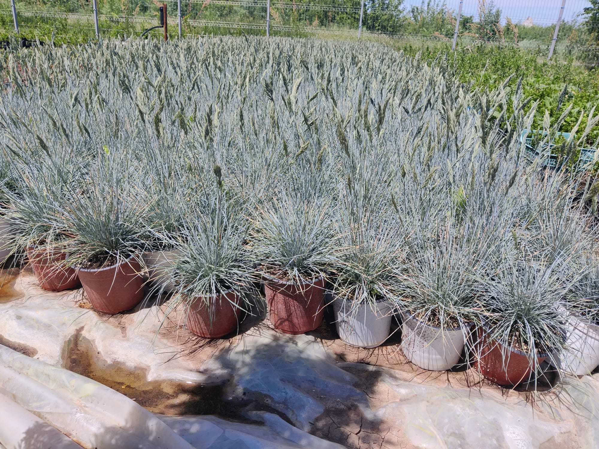 Vindem Iarba Ornamentala!Iarba pampas,Iarba albastra!Tuia si Leylandii