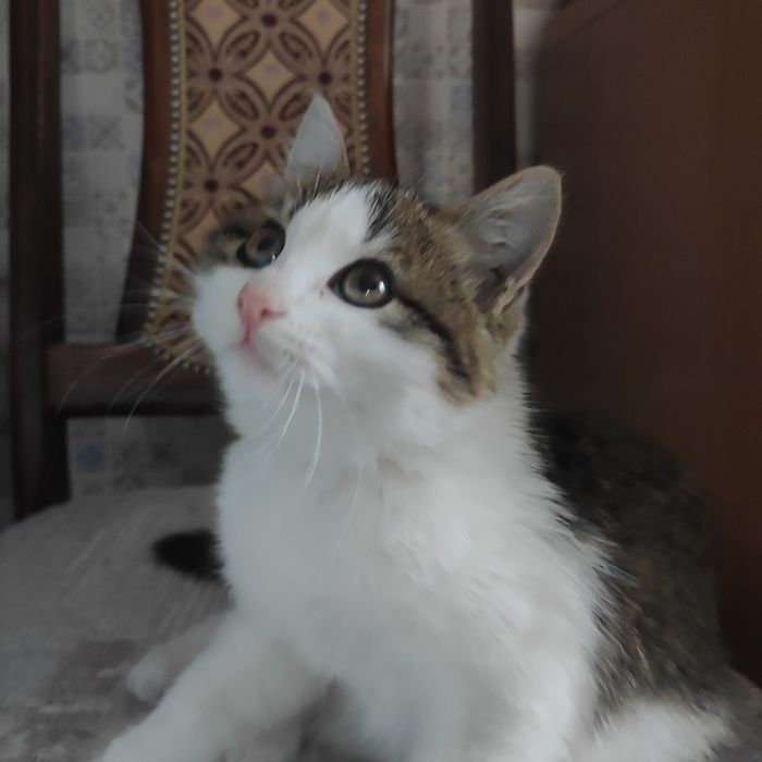 Отдам кошечку в добрые руки