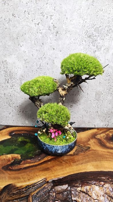 Мини Бонзай със скандинавски мъх
