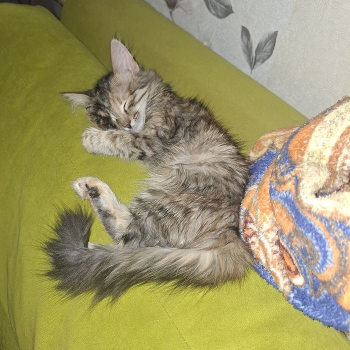 Отдам кошку в добрые руки