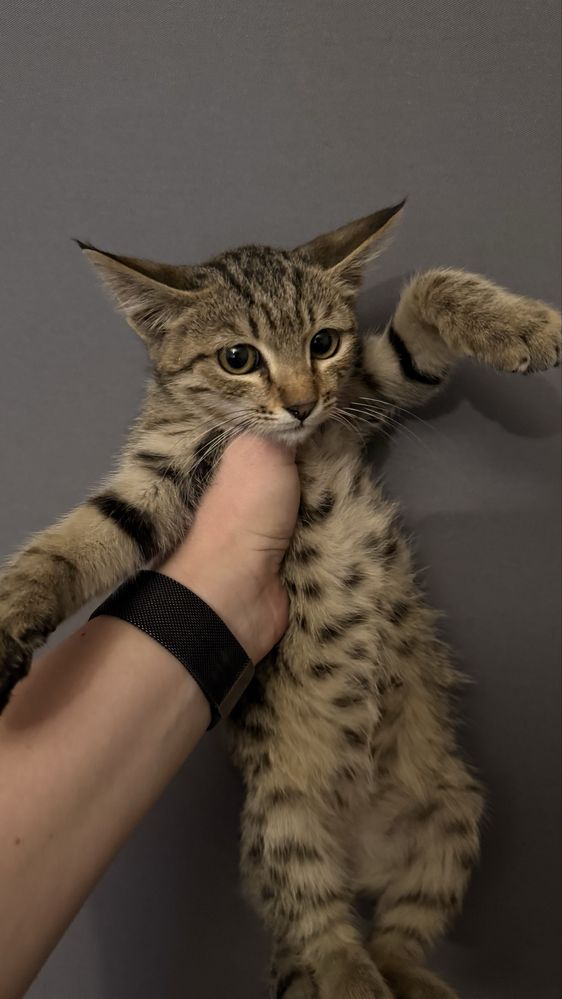 Котенок в добрые руки