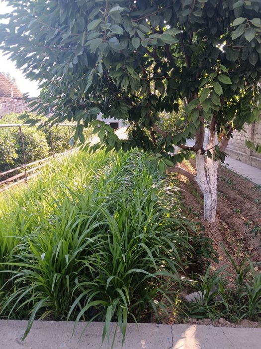 Продается готовый дом с земельным участком.