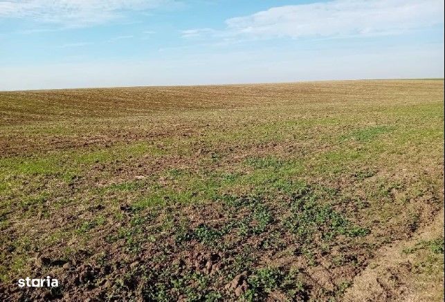 Teren extravilan Barlogu; ID: R2825534