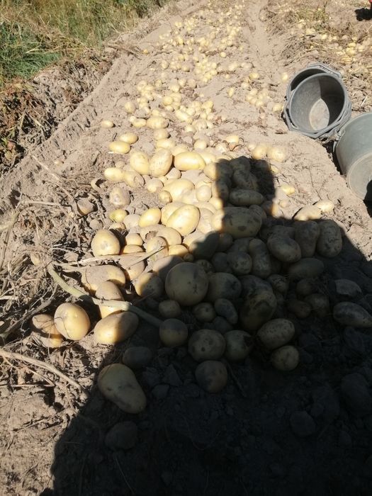 Картофи Семе Сорт Сорая