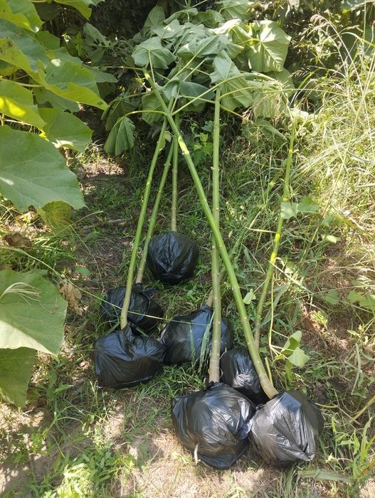 павлония ку́чатлари фте.95.01...шангтон..кафолатланган.