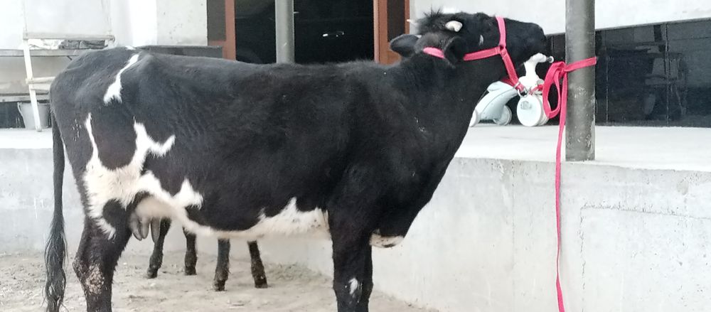 Telefon ona bola sigir bolasi gʻunojin