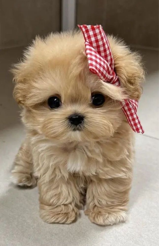 Maltipoo teacup original