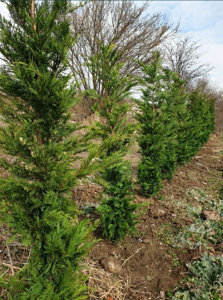 Leylandii chipaross