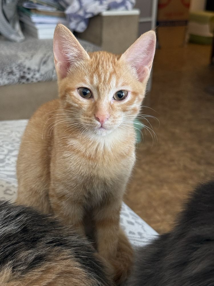 Котенок девочка рыжая