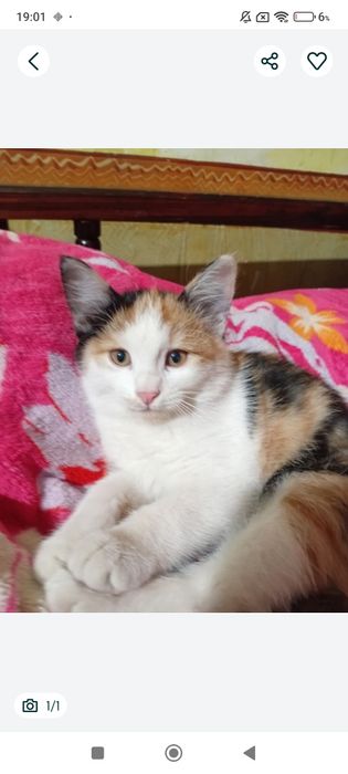 Mushuk Toshkent shahar