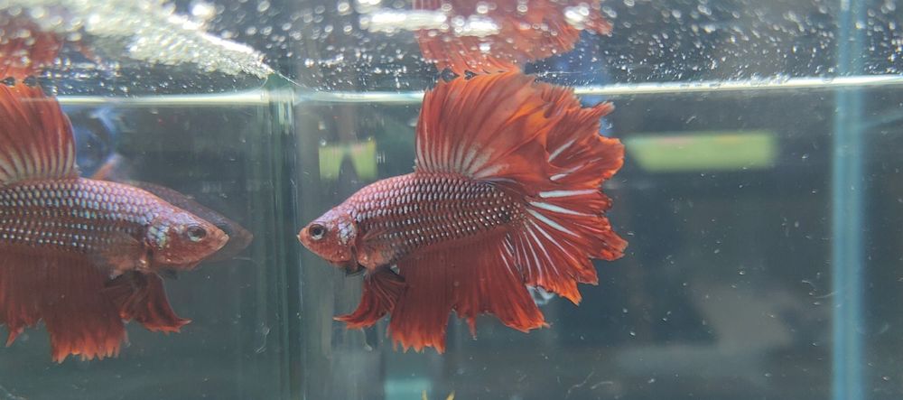 Pesti Betta Splendens Halfmoon Samurai Combtail Acvariu Masculi Femele