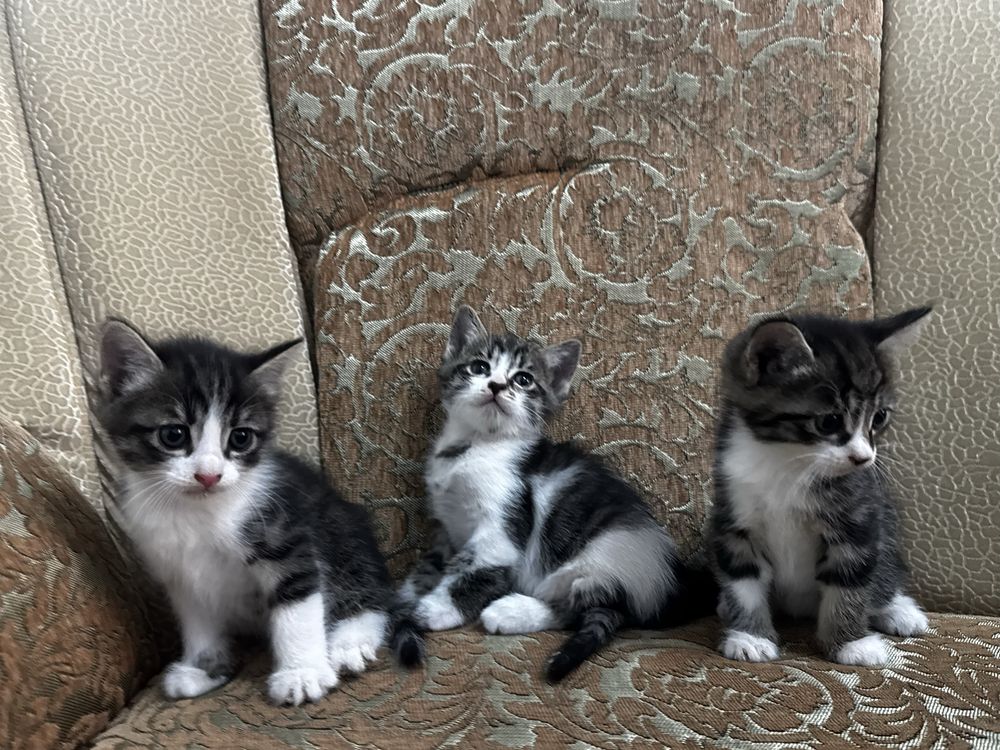 отдам котят в добрые руки