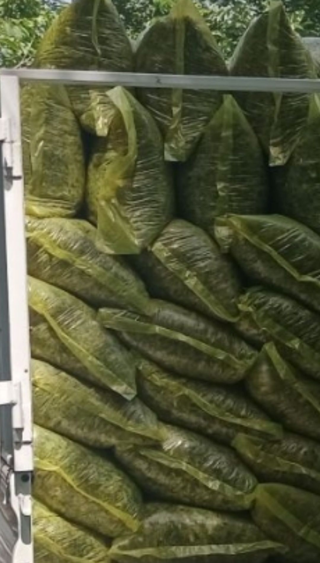 Силос,20кгдан маккали,18500сум,акелишамиз ,доставкаси бор