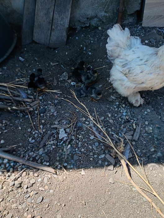 Vând cocoș și găină brahma herminat deschis