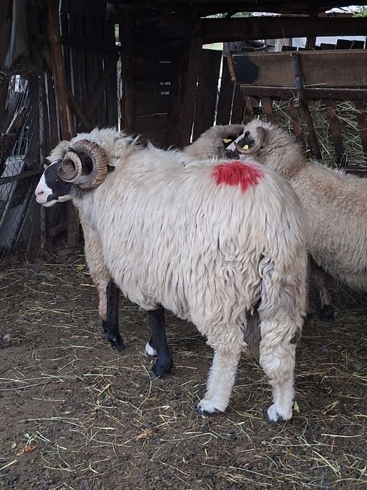 Berbece breaz de hateg.