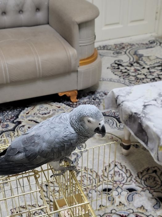 Jaku qush sotiladi gaplari kop 6 yosh faqat kalsosi yoq