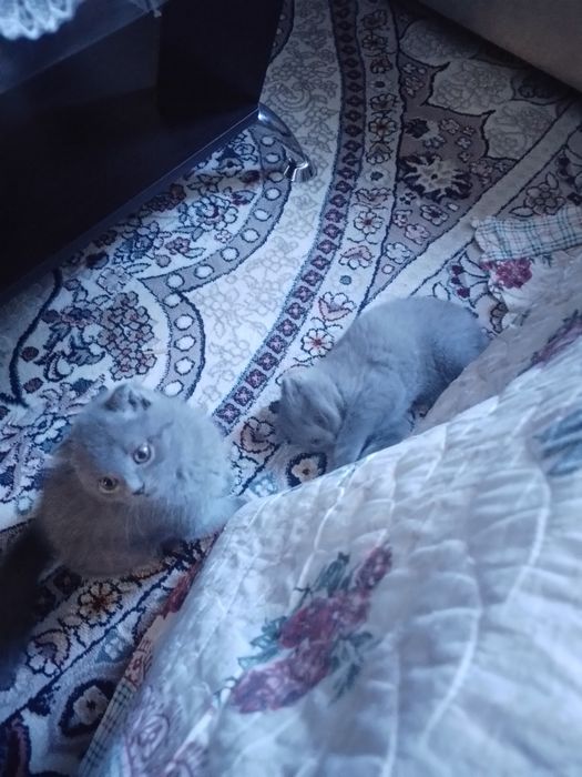 Мушиклар пародний.