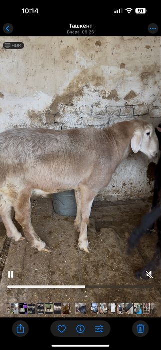 Qochqor toza arashan 12 oyli