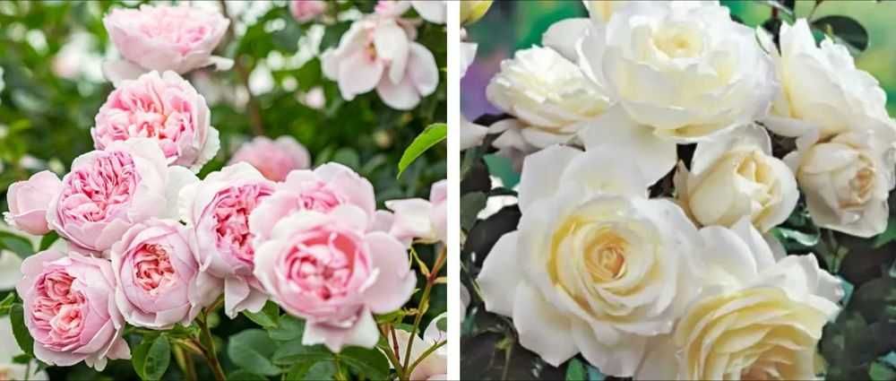 Răsad ( butas) de Trandafir de gradina, soi Gigant, foarte parfumați