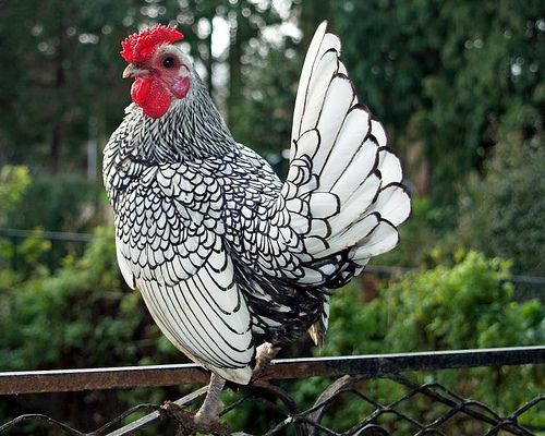 Oua pentru incubat rasa apenzeller, marans, araucana, sebringht