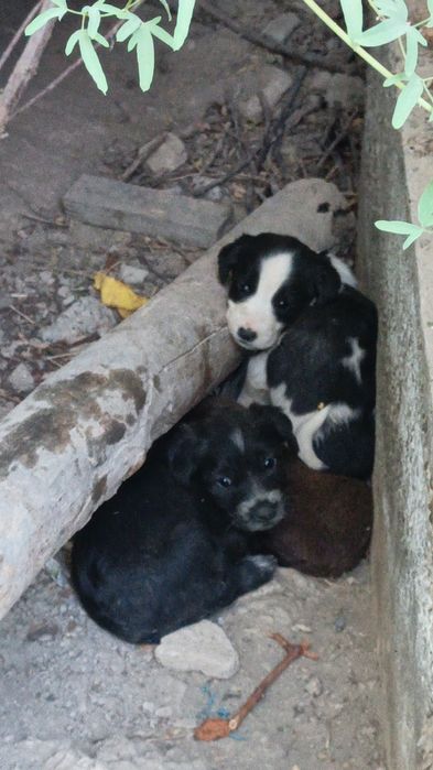 Кучукчалар бор бесплатно