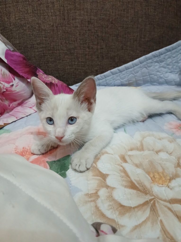 Срочно продаётся тайская кошечка