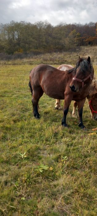 Iapa și manza.      .