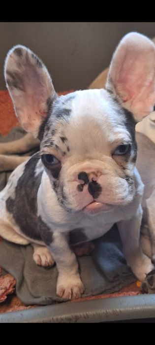 Cățel bulldog francez