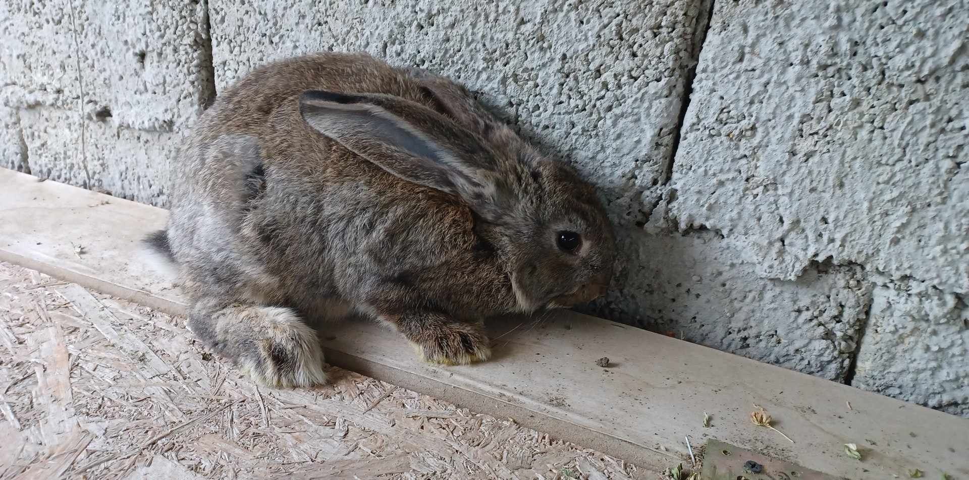 Vând iepuri belgian !