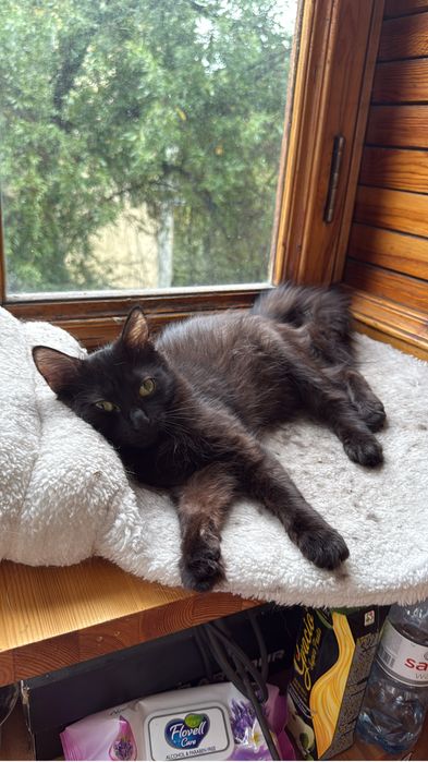 Котенок кошка бесплатно