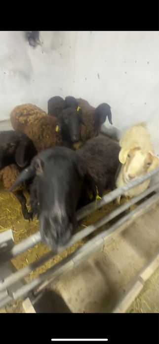 Токты саулык кошкарлар