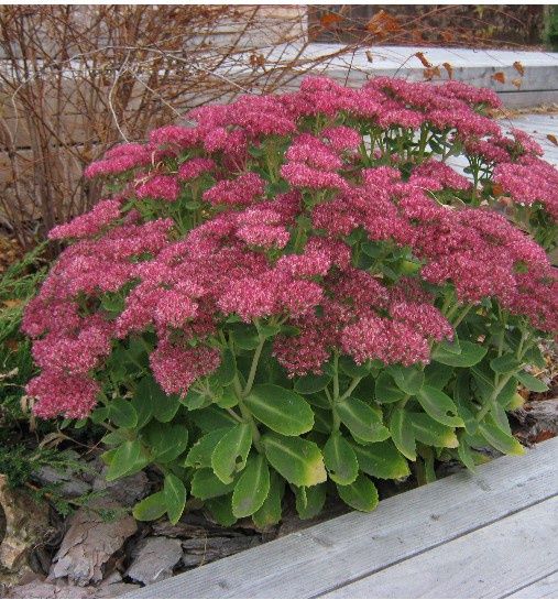 Очиток,прекрасное растение для ландшафтного дизайна!