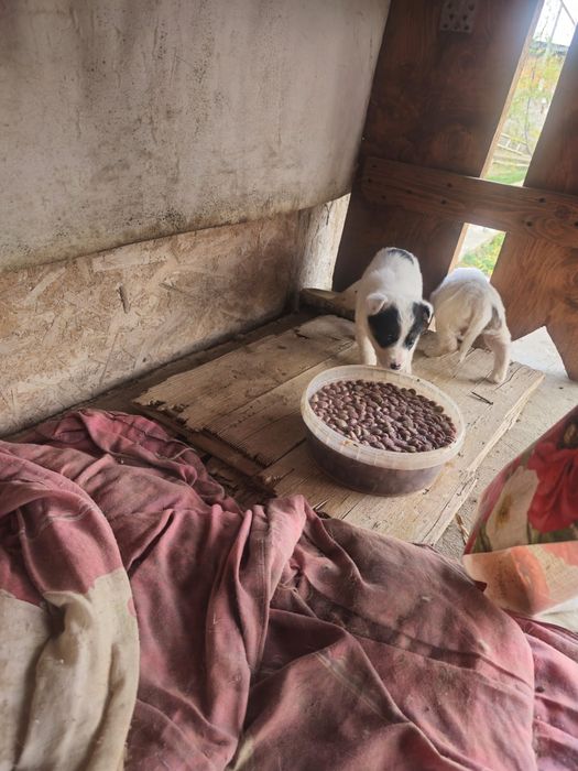 Donez catelusi 3 luni