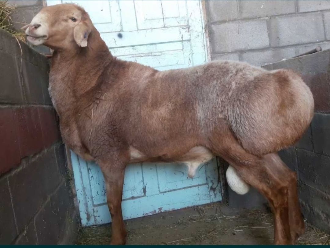 Куй йунгини киркиш хизмати