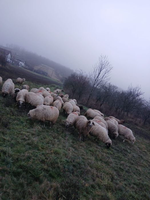 Vând oi și de ținut și de tăiat