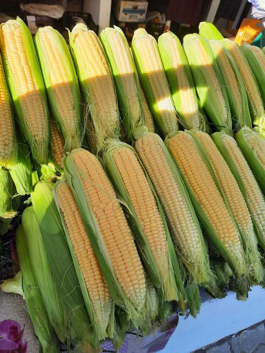 Vând porumb zaharat Desert 78 și porumb tradițional pentru fiert